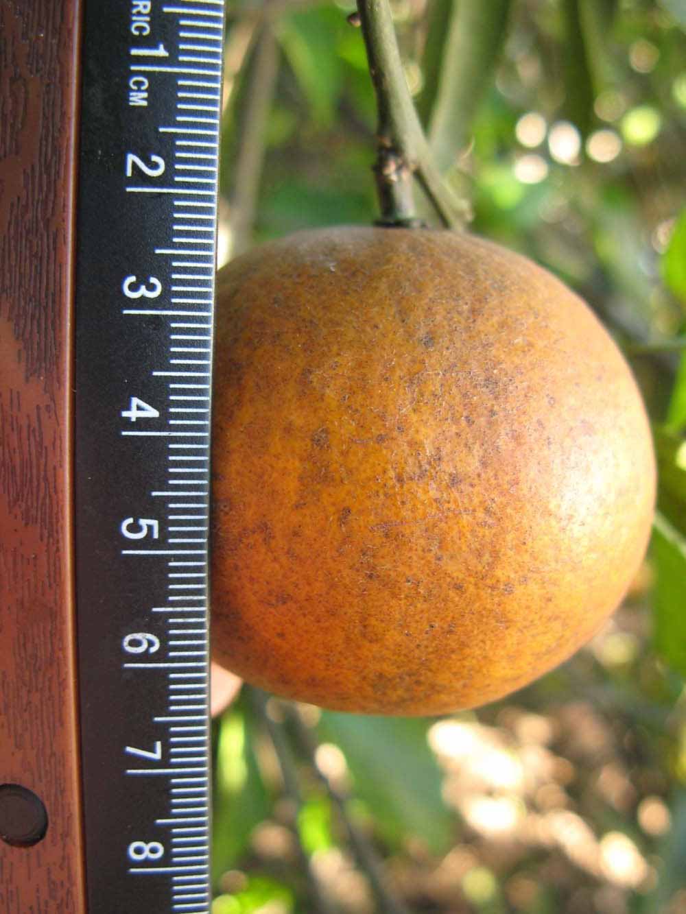              Fruit (Winter Haven, FL)       